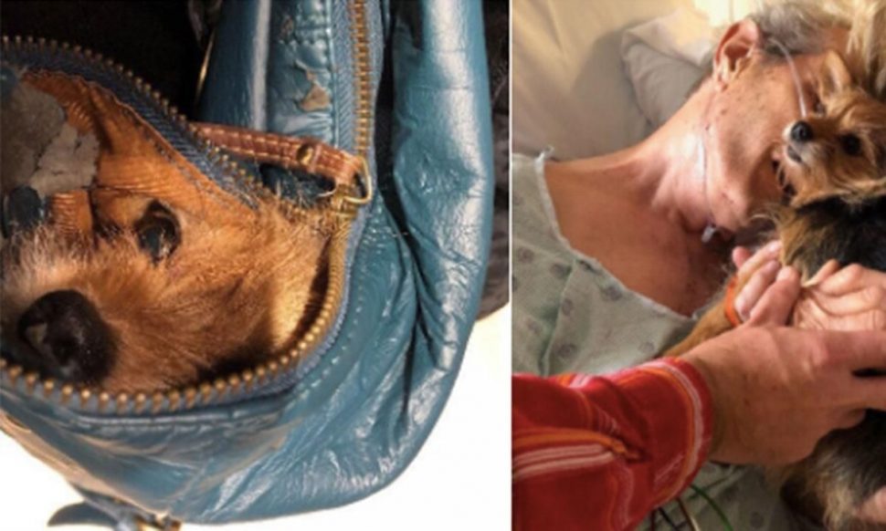 hond-afscheid-hospital