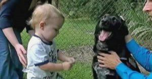 Hond gromt tegen de oppas. Dan beginnen de ouders achterdochtig te worden..
