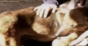 Hond vindt tijdens koude nacht een verlaten baby. Wat ze dan doet is onvoorstelbaar mooi…