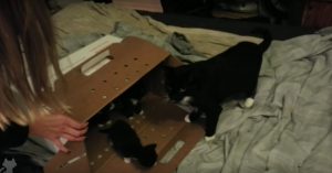 Kat verliest al haar kittens. Maar let op wat er gebeurt als ze deze weeskittens ontmoet..