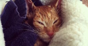 Man denkt dat hij een dode zwerfkat aantreft. Maar dan beweegt het beestje zich..