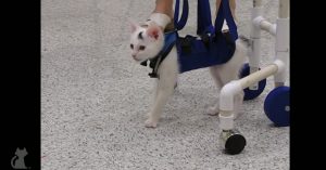 Weeskatje kan niet lopen. Dankzij dit looprekje en een hoop wilskracht gaat het steeds beter!