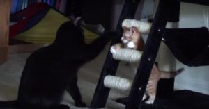 Kleine kitten ziet grote kat liggen. Wat volgt is een heus ‘kattengevecht’.