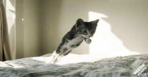 Niemand wilde deze gehandicapte kitten hebben. Kijk het beestje 3 jaar later eens..