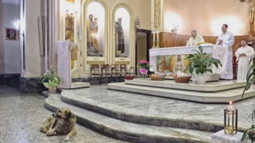 kerk-hond