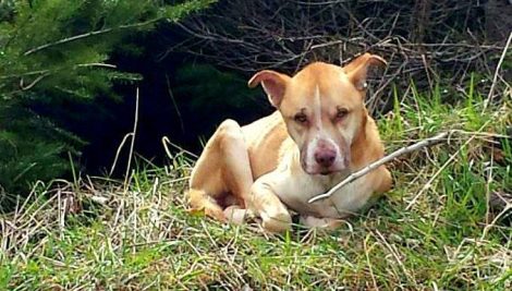 schuwe-hond-1