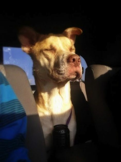 schuwe-hond-5