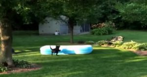 Kids verstoppen zich onder het zwembad. Wat de hond dan doet is te hilarisch voor woorden!