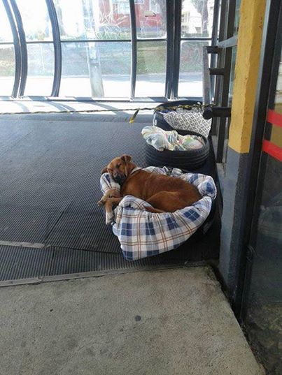 zwerfhonden-curitiba-brazilie
