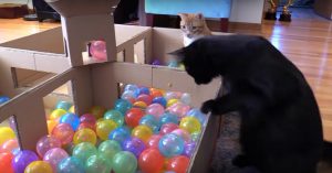 2 speelse katten + 200 gekleurde balletjes = héél véél plezier!