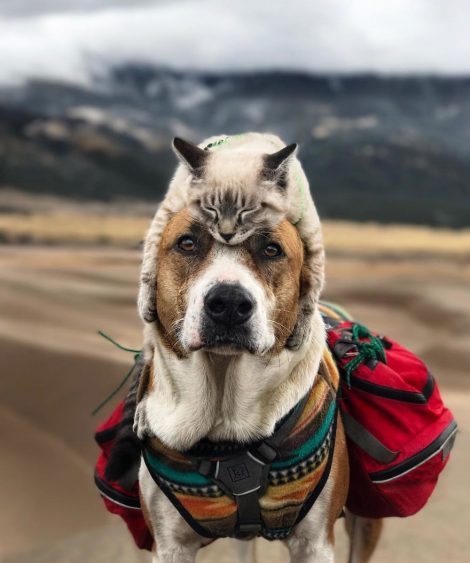 hond-kat-samen-op-reis2