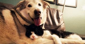 Deze hond verloor zijn beste vriendje. Sindsdien was hij heel erg verdrietig..