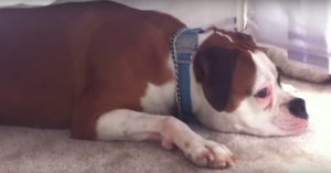 Hond ligt onder het babybedje te waken. Zie wat er gebeurt als de baby begint met huilen