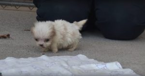 Verwaarloosde pup wordt gered van een fokker. Dan maakt hij al snel een vriendje!