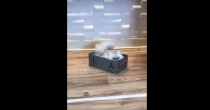 Grappig beestje: deze kat houdt wel héél erg van dozen!