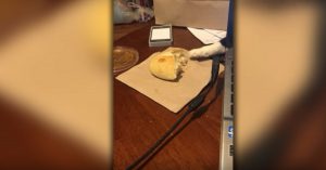 Er ligt eten op tafel. Dan probeert iemand dat héél stiekem te stelen..