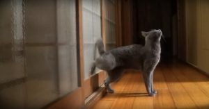 Kat wil naar binnen. Dat laat hij op een hilarische manier merken!