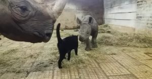 Twee neushoorns staan in een stal. Dan komt de nieuwsgierige kat op bezoek
