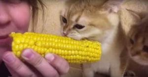 Samen eten en samen delen: deze vrouw geniet van een maïskolf mét haar kittens!