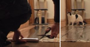 Juist of onjuist? Katten zouden niet over aluminiumfolie lopen. Dit experiment laat het zien