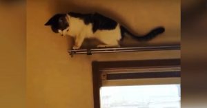 Ze klimmen overal op! Deze ‘stuntkatten’ gaan niets uit de weg!