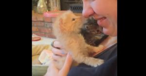 Kitten ligt op schoot bij z’n baasje. Dan wil het beestje héél graag knuffelen