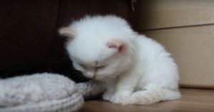 Lief: kleine kitten vecht tegen de slaap. En dat blijkt héél erg lastig!