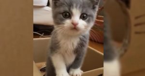 Kitten speelt met een doos. Maar let op als ‘ie met z’n koppie door de opening kijkt