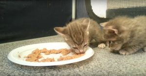 Schitterend: dit is het eerste diner voor deze kleine kittens!