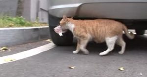 Zwerfkat wil alleen eten als ze het in een zakje krijgt. Dan volgt deze vrouw de kat..