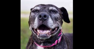 Klein meisje wil een hond adopteren. Dan kiest ze voor de oudste hond uit het asiel