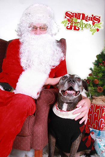 oude-hond3