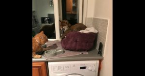 Nieuwsgierige vos kruipt door het raam.. om daarna het bedje van de kat in te pikken