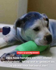 Let op wat er gebeurt als ze elkaar voor het eerst zien!