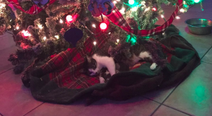 Zij nam een zwerfkat mee naar huis. 3 maanden later klinkt er zacht gemiauw onder de boom