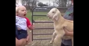 Héérlijk: baby zegt wat tegen deze geit. Wat dan gebeurt is hilarisch!
