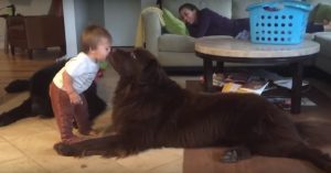 Grote Newfoundlander geeft een kus aan deze peuter. De reactie van het jochie is héérlijk!