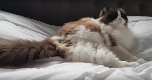 Baasje wil dat z’n kat van het bed afgaat. Maar dit beestje heeft andere plannen