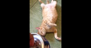 Kat ligt op de grond te slapen. Maar dan hoort ‘ie een bekend geluid!