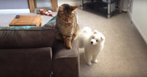 Schattig: deze puppy doet zó zijn best om vriendjes te worden met de kat!