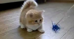 Kitten ziet speeltje heen en weer zwaaien. En raakt helemaal in de war!