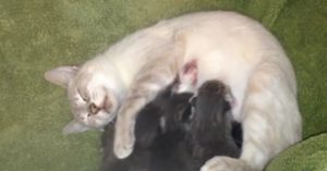 Ze geven 2 te vroeg geboren pups aan de poes. Wat die dan doet is hartverwarmend!