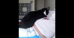 Kat waakt continu over de buik van haar baasje. 9 maanden later blijkt waarom..