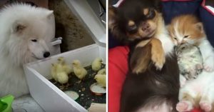 Honden en baby dieren. Dit zijn de állerleukste kennismakingen!