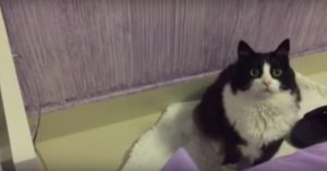 Een lade vol snoep en een hongerige kat.. Raad eens wat deze kat dan doet!