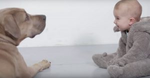 Kinderen ontmoeten voor het eerst een pitbull. En dat levert grote ogen op