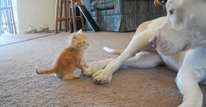 Zij neemt een kleine kitten mee naar huis, maar daar woont al een grote Pitbull..