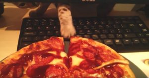 Wist jij dat katten zo van pizza hielden? Deze beestjes kunnen er niet vanaf blijven. Letterlijk!