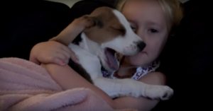 Schattige pup zit op schoot bij z’n beste vriendin. Dan valt hij langzaam in slaap…