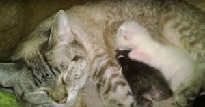 Deze kat werd samen met 46 katten gered uit erbarmelijke omstandigheden..